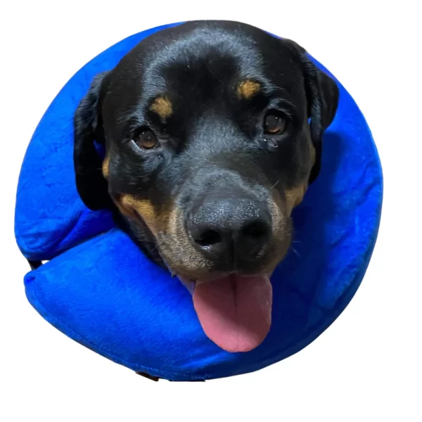 Rottweiler wearing Healing Halo Inflatable Recovery Collar in blue, looking comfortable and alert.