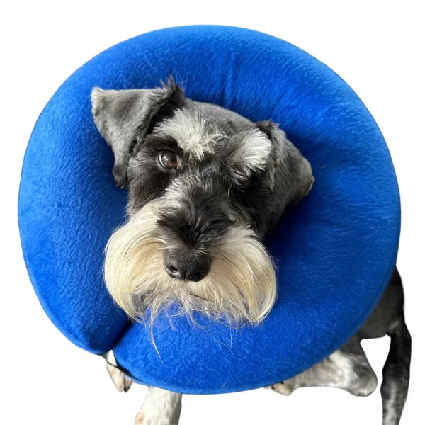 Schnauzer wearing the blue Healing Halo Inflatable Recovery Collar, with unobstructed view and comfortable posture.