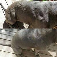 Itchy Bark Dermatitis Treatment - Image 3