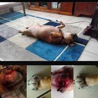 Itchy Bark Dermatitis Treatment - Image 2