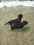 Refreshing dog shampoo for shiny coat