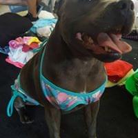 Puppy Colada - Image 2