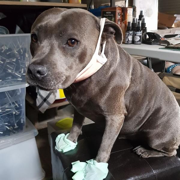 Flea Bags Scientist Dog