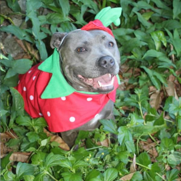 Dog dressed like he smells. Sweet like a strawberry. Dog Deodorisers